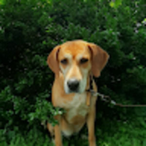 Meet your Posher, Charles